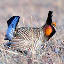 Greater Prairie Chicken