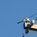 Western Scrub Jay