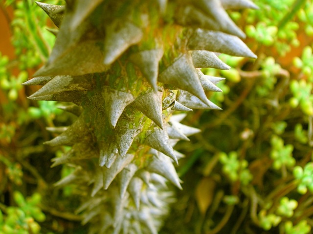 [plant_08[4].jpg]