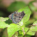 Westwood's Mottled Satyr
