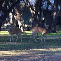 Deer