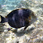 Bluelined surgeonfish