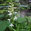 Lesser Butterfly-orchid