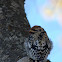 junior Yellow-bellied Sapsucker