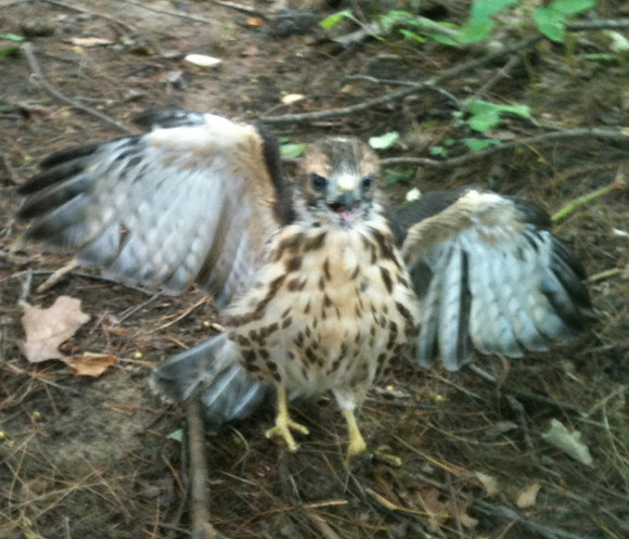Spotting Image 1