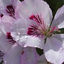 Pelargonium