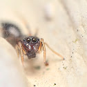 Ant mimic Jumping Spider