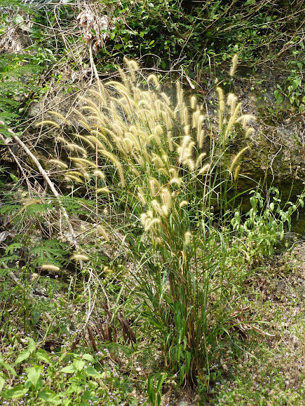 Spotting Image 1