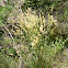 Mission grass