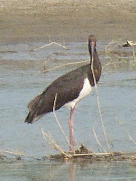 Spotting Image 1