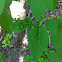 Elm finger gall