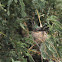 Broad-billed hummingbird (on a nest)