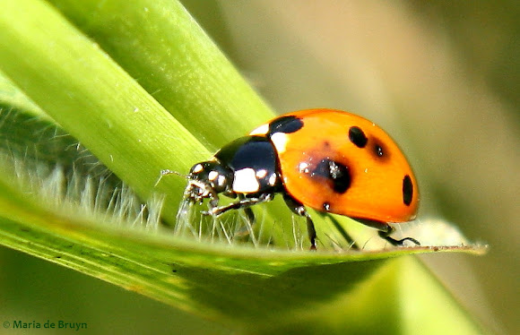 Spotting Image 1