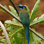 Blue-crowned Motmot
