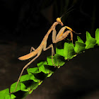 Mantis