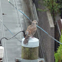 Oriental Turtle Dove