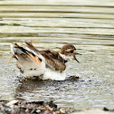 Killdeer (taking a bath in a river)