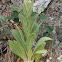 Great Mullein