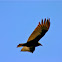Turkey vulture