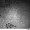 oppossum
