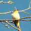Willow Warbler