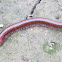 Giant millipede