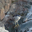 Black-Crowned Night Heron