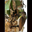 Purple-rumped Sunbird