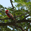 Vermilion Flycatcher