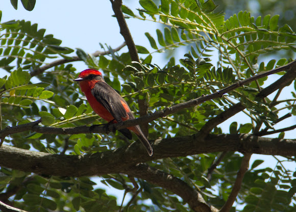 Spotting Image 1