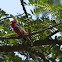 Vermilion Flycatcher