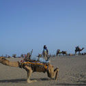 Camel