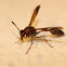 Paper wasp (Rooiby)