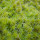 Wildlife in Castilla y León-Vida Salvaje en Castilla y León
