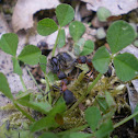 Ants n' bees