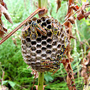 South European Paper-Wasp