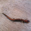 Northern Redback Salamander