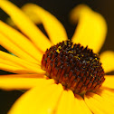 Black-eyed Susan