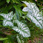 Caladium