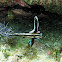 Spotted Drum juvenile