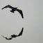 Cormorant
