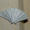 Upside down moth