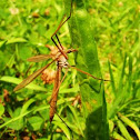 crane fly