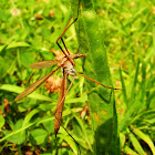 crane fly