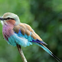 Lilac-Breasted Roller