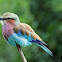 Lilac-Breasted Roller
