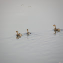 Water Hen, Little Grebe