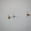 Water Hen, Little Grebe