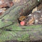 orange cup fungi