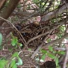 Mockingbird